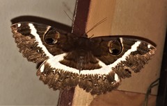 Erebus terminitincta