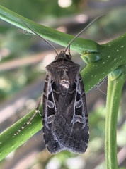 Euxoa divergens