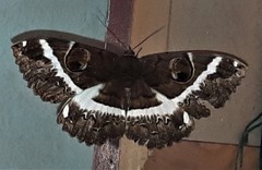 Erebus terminitincta