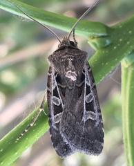 Euxoa divergens
