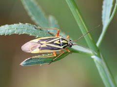 Brachycoleus decolor