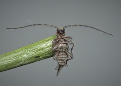 Exocentrus punctipennis