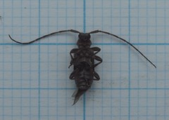 Exocentrus punctipennis