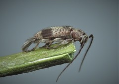 Exocentrus punctipennis