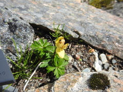 Trollius acaulis