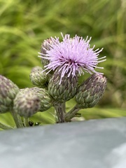 Cirsium arvense