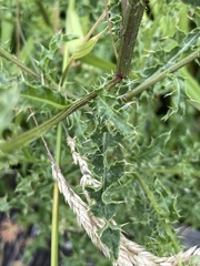 Cirsium arvense