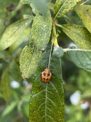 Harmonia axyridis