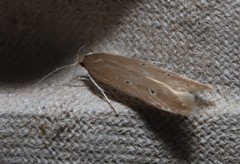 Limnaecia phragmitella