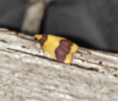 Heterallactis microchrysa