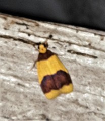 Heterallactis microchrysa