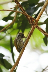 Picumnus innominatus