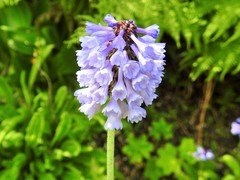 Primula deflexa