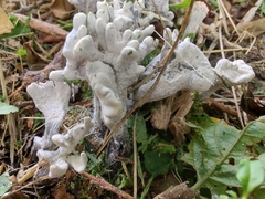 Xylaria mali