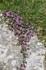 Thymus praecox polytrichus