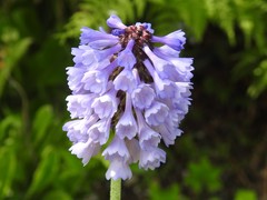 Primula deflexa