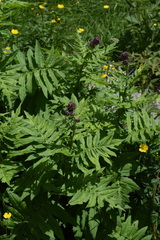 Cirsium alsophilum