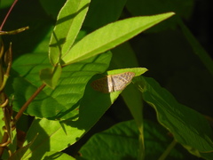 Leptostales rectimargo