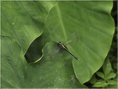 Fukienogomphus prometheus
