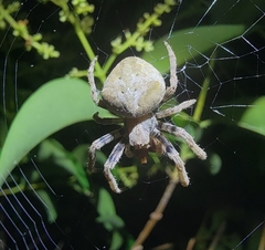Araneus ventricosus