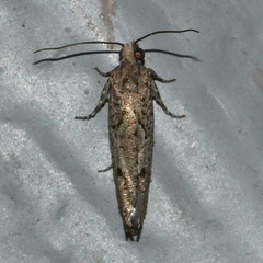 Epinotia celtisana
