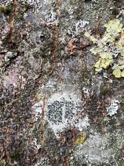 Lecidella elaeochroma