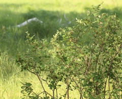 Cotoneaster melanocarpus