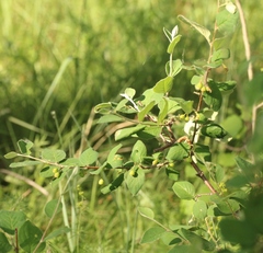 Cotoneaster melanocarpus