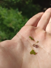 Spirodela polyrhiza