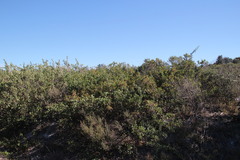 Searsia laevigata laevigata