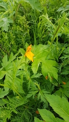 Trollius asiaticus