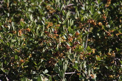 Searsia laevigata laevigata