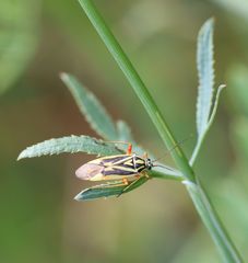 Brachycoleus decolor