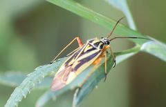 Brachycoleus decolor