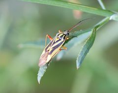 Brachycoleus decolor