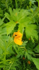 Trollius asiaticus