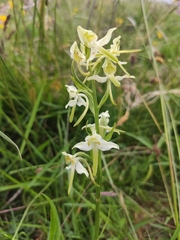 Platanthera chlorantha