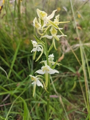 Platanthera chlorantha