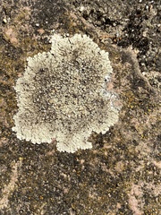 Protoparmeliopsis muralis