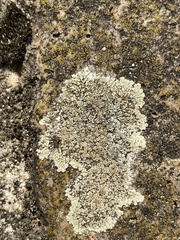 Protoparmeliopsis muralis