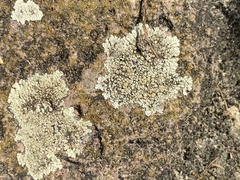 Protoparmeliopsis muralis