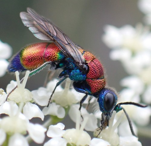 Chrysis viridula Linnaeus, 1761