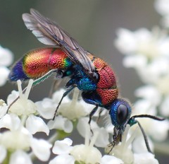 Chrysis viridula