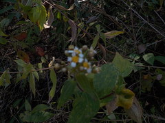 Alloispermum integrifolium