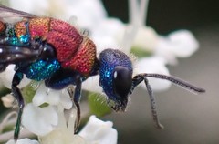 Chrysis viridula