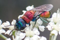 Chrysis viridula