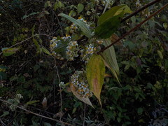 Alloispermum integrifolium