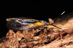 Mathildana newmanella