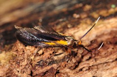 Mathildana newmanella