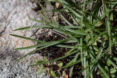 Plantago maritima serpentina